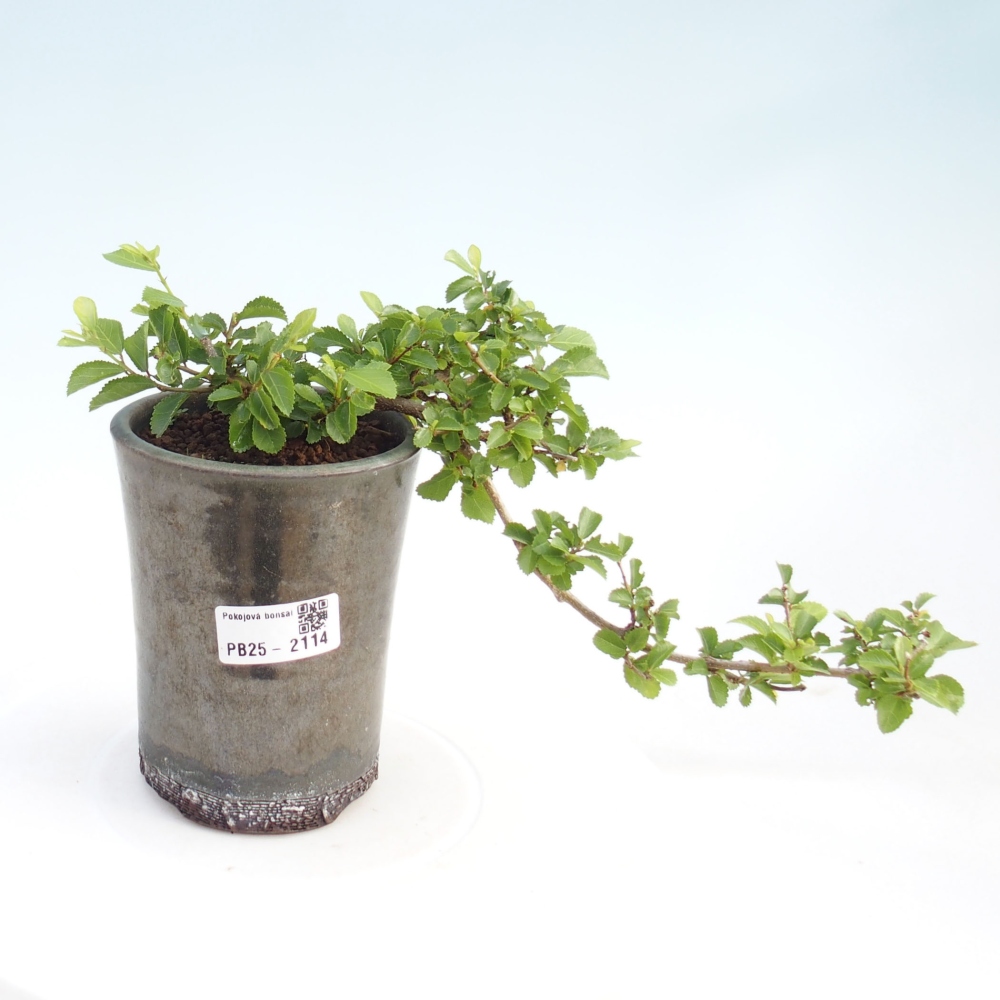 Kryty bonsai - Grewia occidentalis - Lawendowa gwiazda