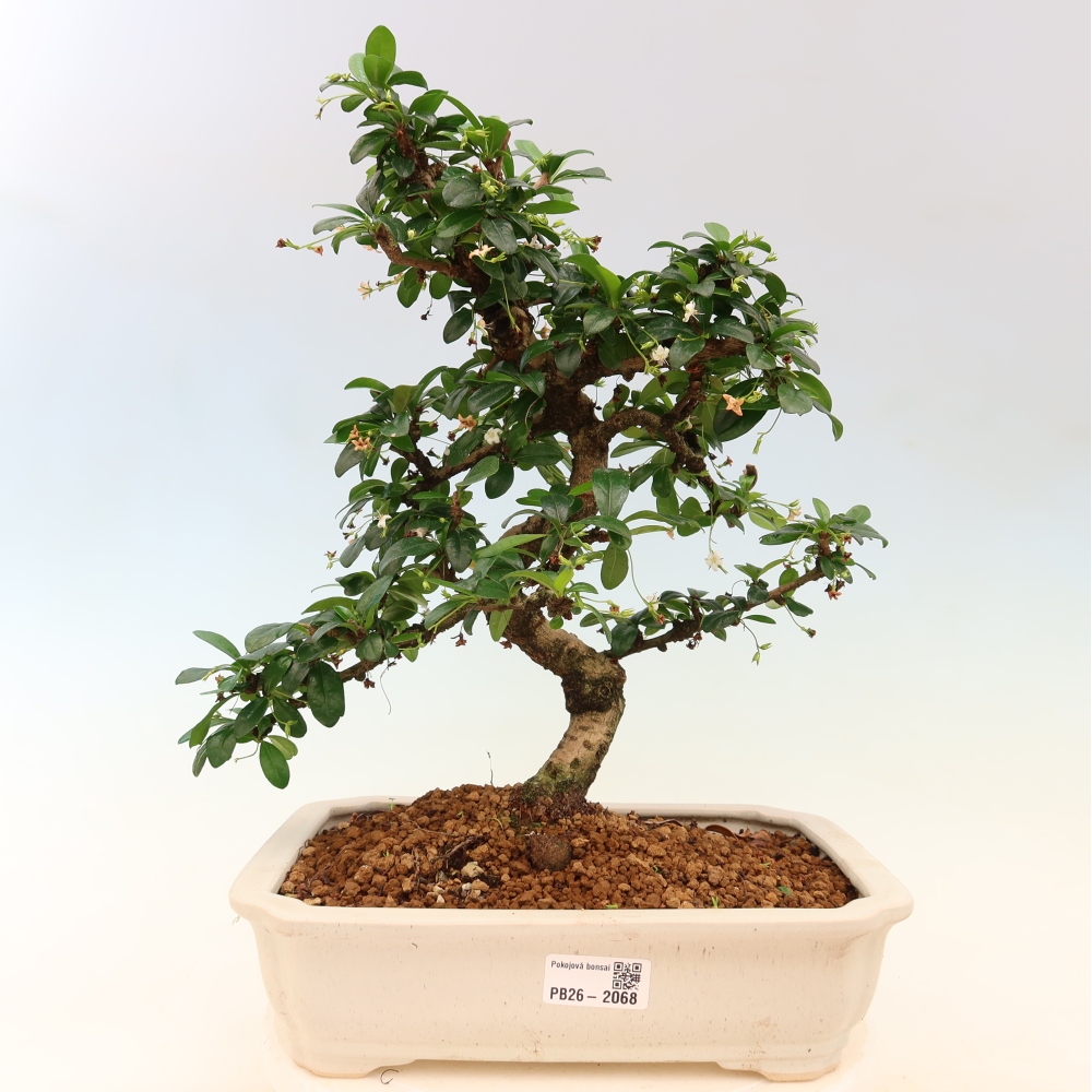 Bonsai pokojowe - Carmona macrophylla - Tea fuki