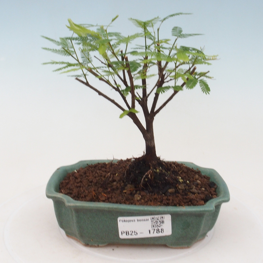 Pokój bonsai-Calliandra surinamensis Dixie Pink - Kaliandra z Surii