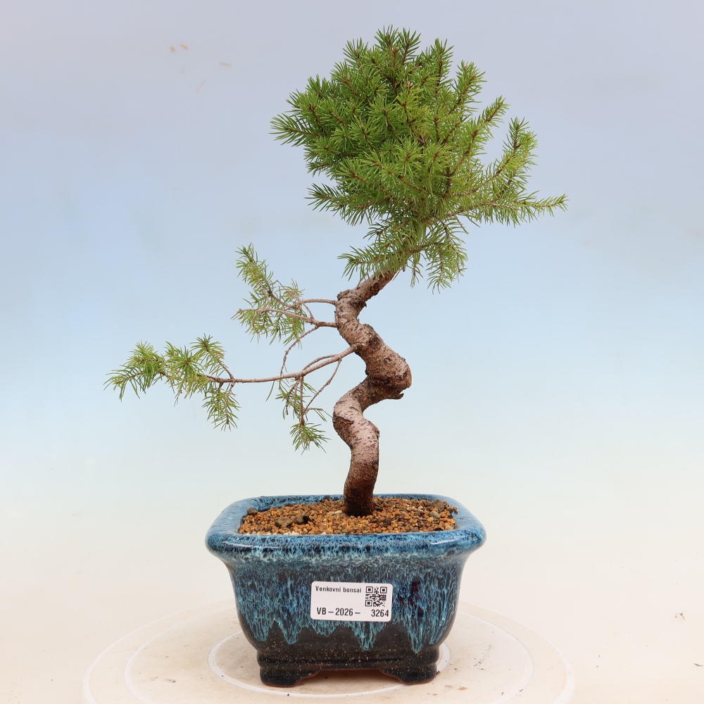 Outdoor bonsai - Świerk pospolity - Picea glauca globe