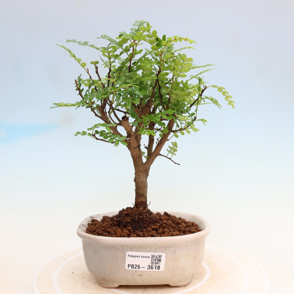 Pokój bonsai - Zantoxylum piperitum - drzewo pieprzowe