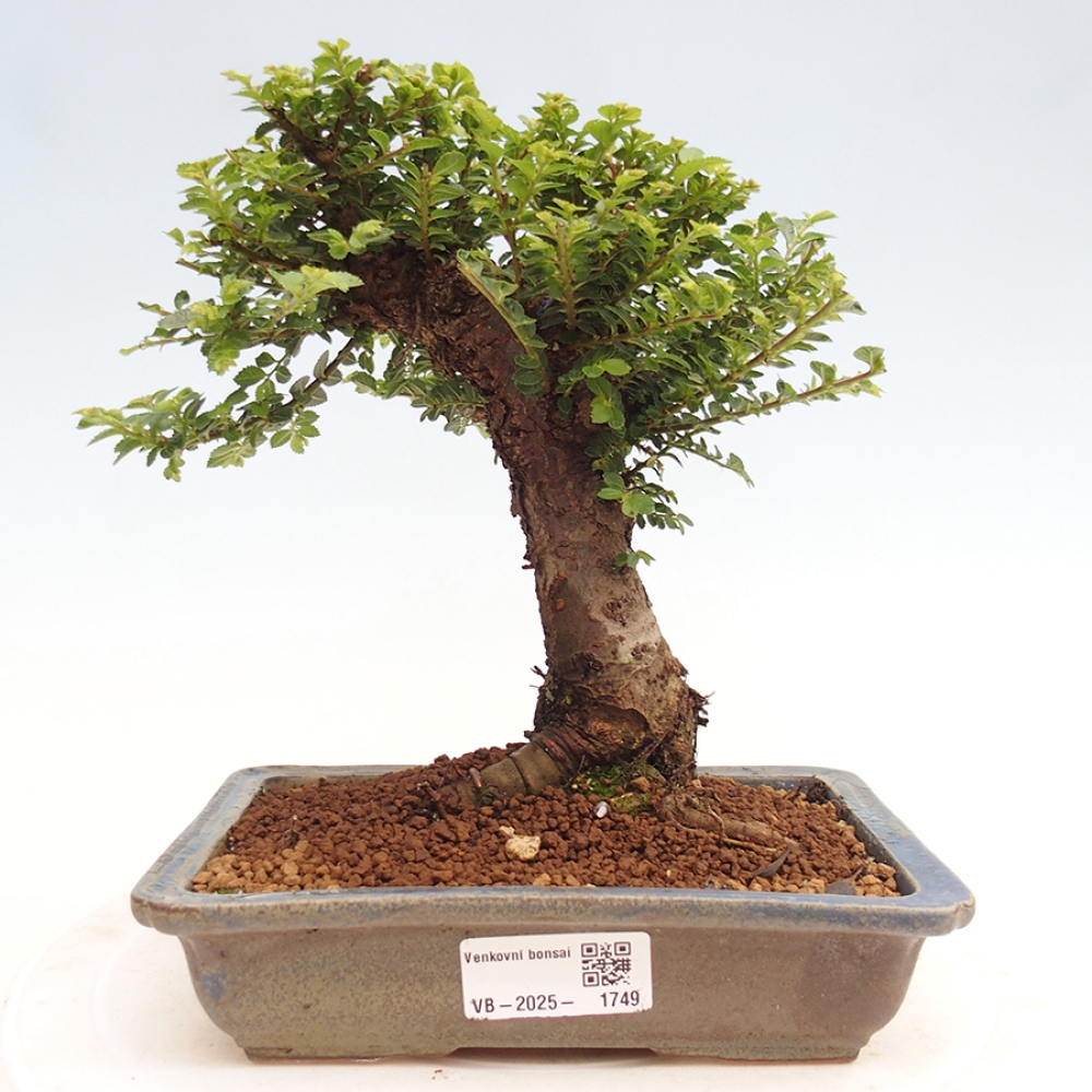 Bonsai zewnętrzne - Ulmus parvifolia Hokkaido - wiąz chiński