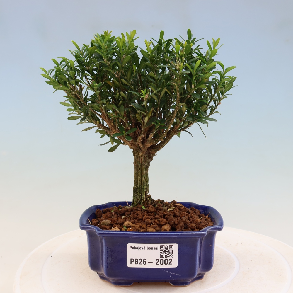 Pokój bonsai - Buxus harlandii - buxus korkowy