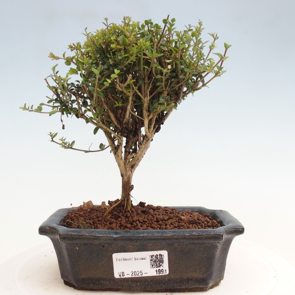 Odkryty bonsai-Lonicera nitida Twiggy -Wiciokrzew