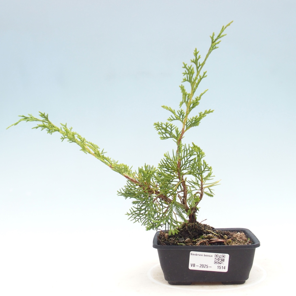Outdoor bonsai - Juniperus chinensis Itoigawa - Jałowiec chiński