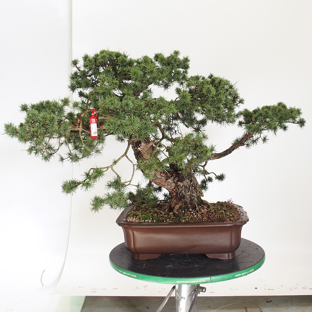 Yamadori - Pinus sylvestris Hiszpania