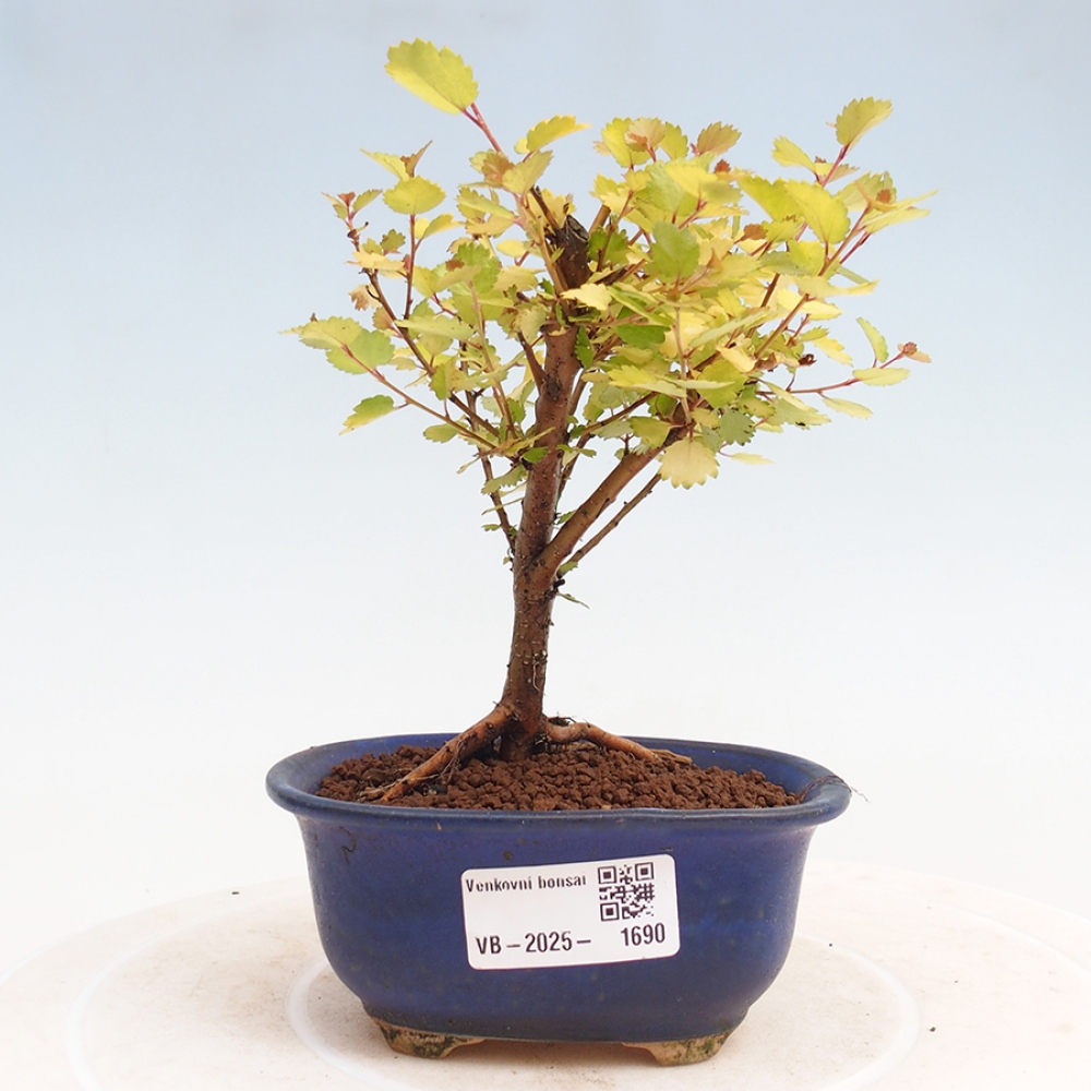 Bonsai zewnętrzne - brzoza karłowata - Betula NANA Treasure
