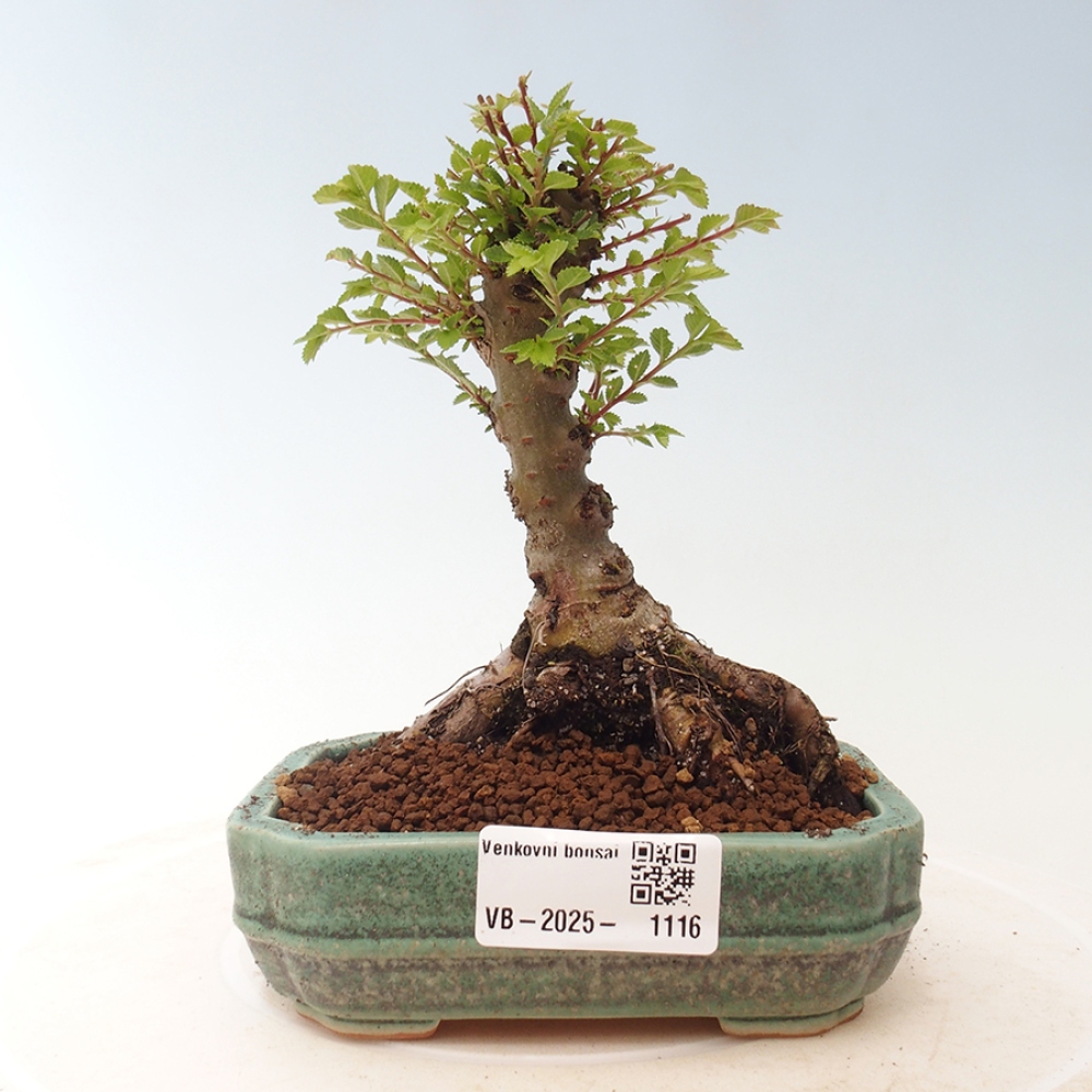 Bonsai zewnętrzne - Ulmus parvifolia Sagei - Wiąz drobnolistny