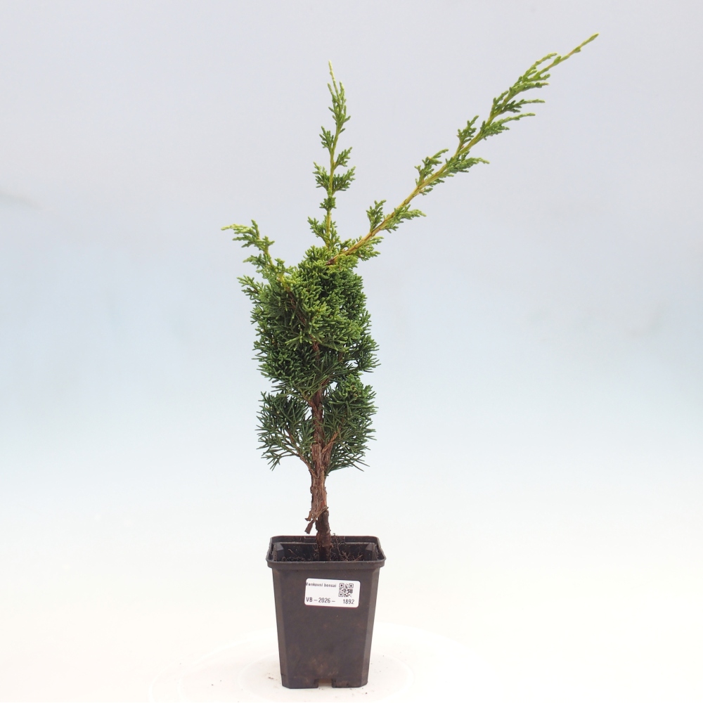 Outdoor bonsai - Juniperus chinensis Kishu