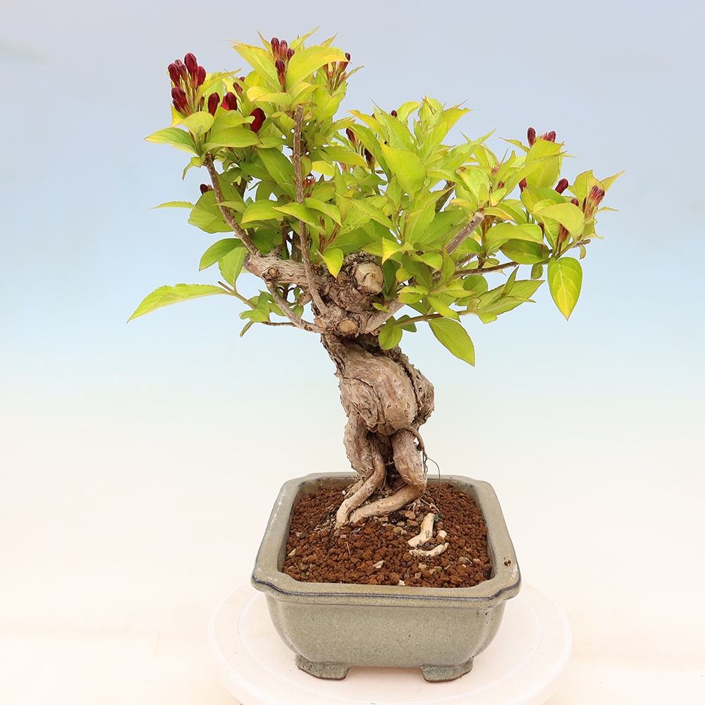 Bonsai ogrodowe – Weigela subsessilis – Weigela koreańska