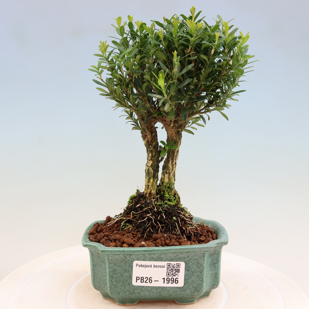 Pokój bonsai - Buxus harlandii - buxus korkowy