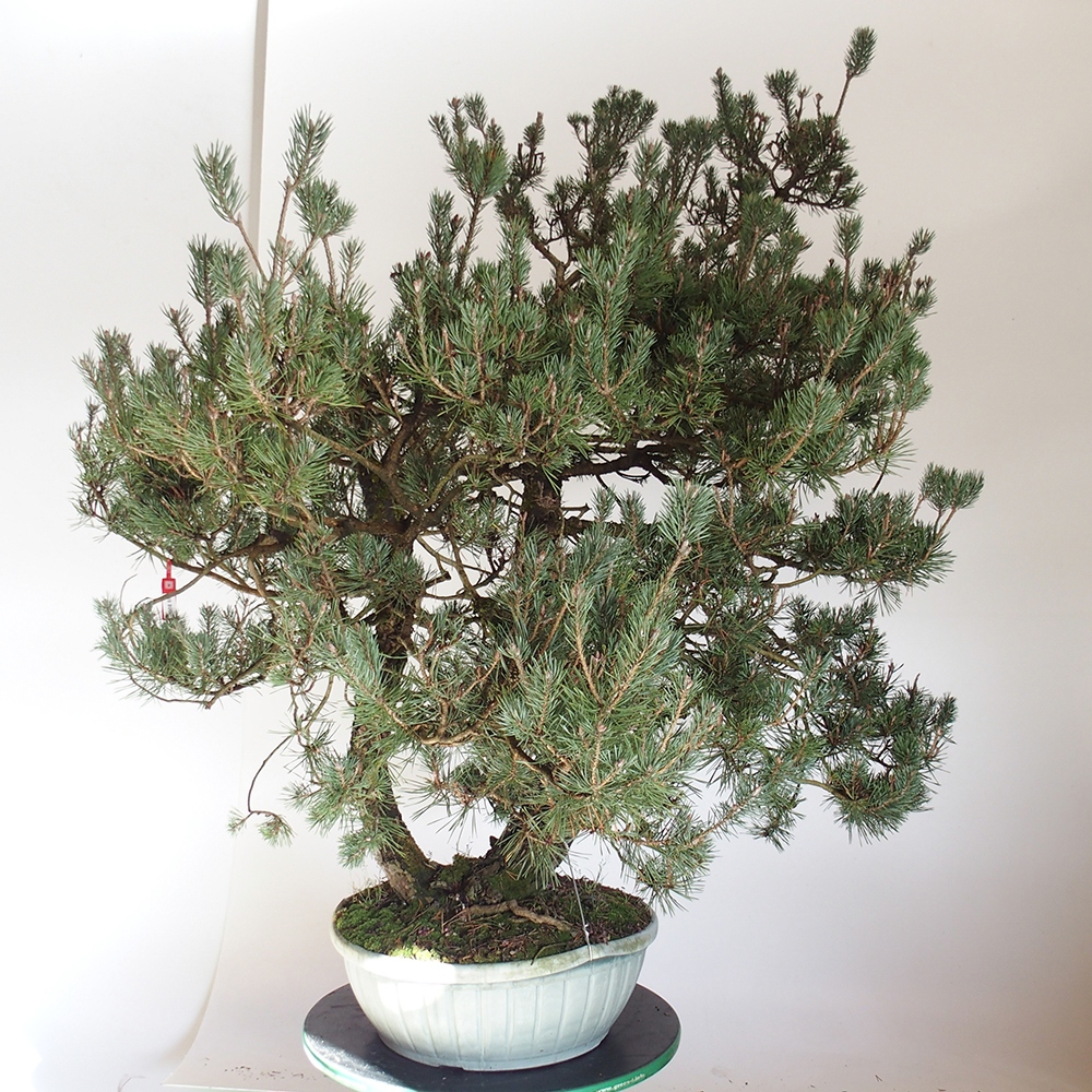 Yamadori - Pinus sylvestris Hiszpania