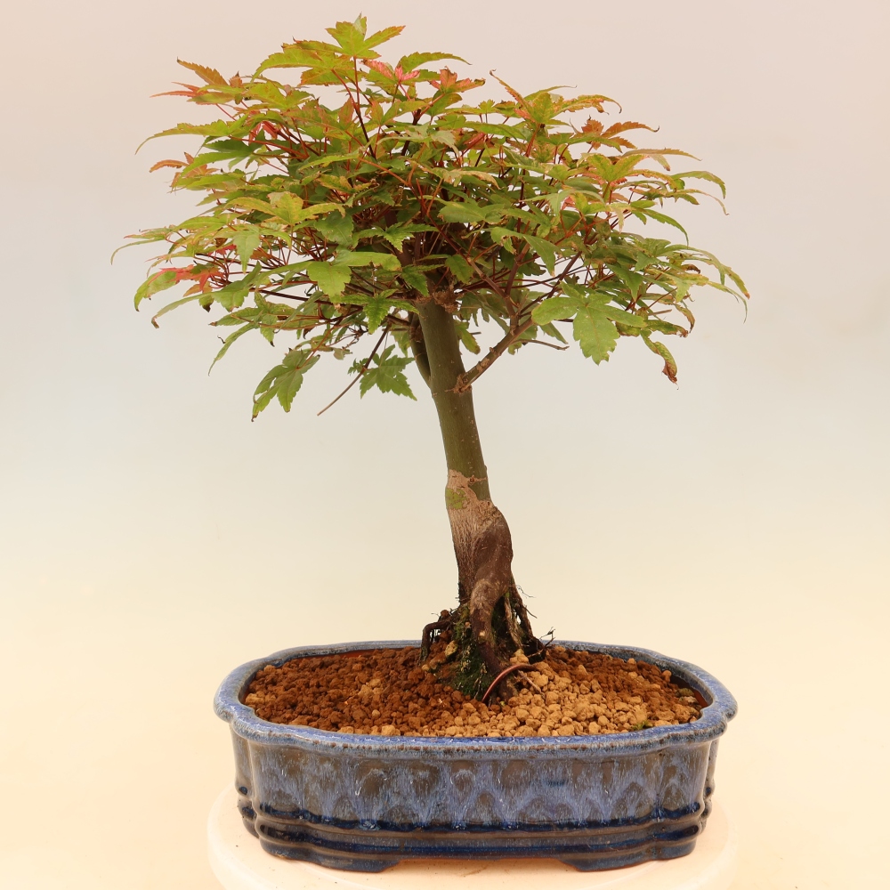 Klon pospolity - Acer palmatum Beni Tsukasa