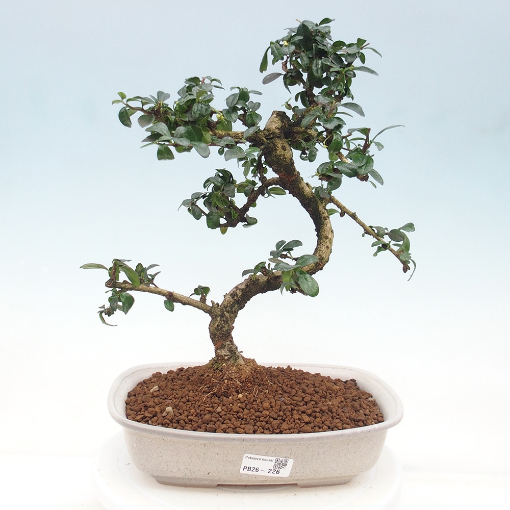 Bonsai pokojowe - Carmona macrophylla - Tea fuki