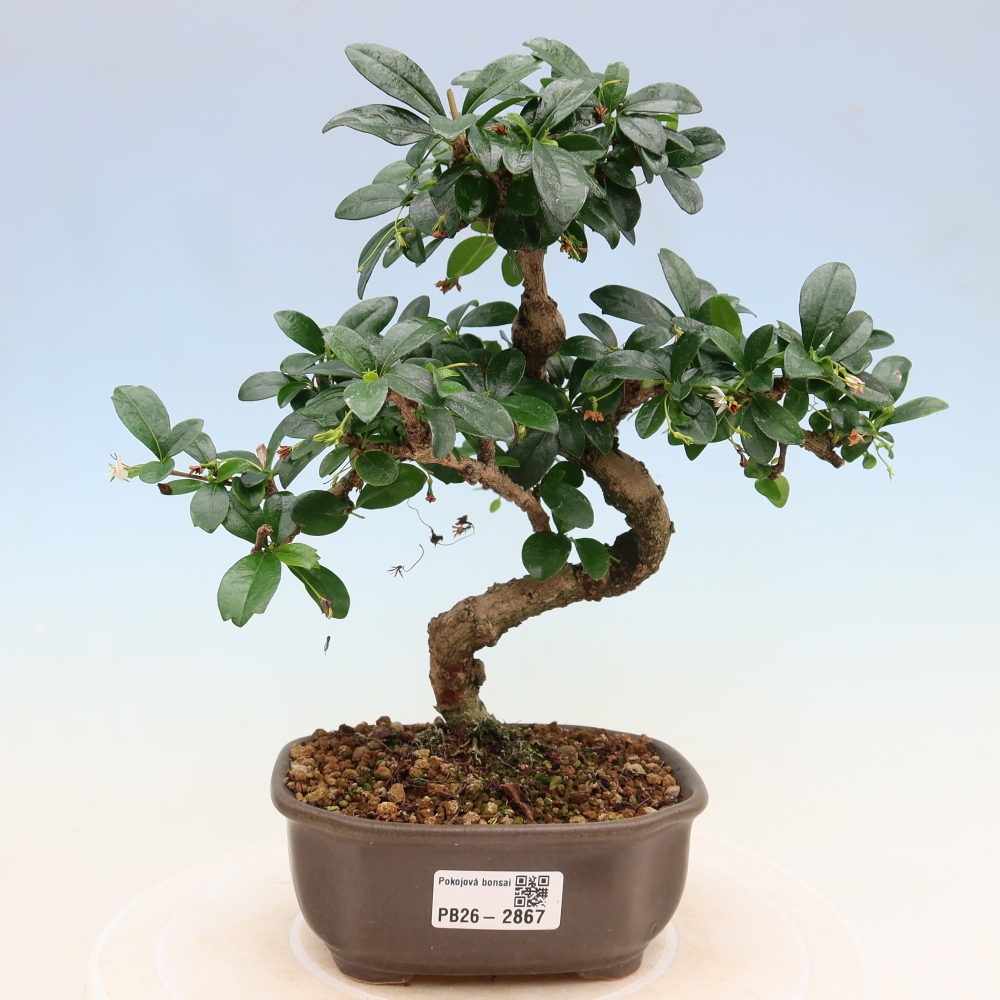 Bonsai pokojowe - Carmona macrophylla - Tea fuki