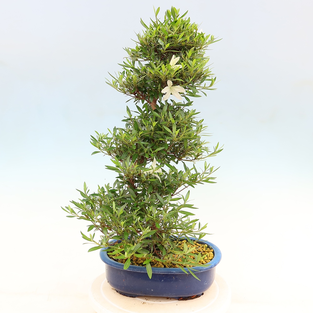Bonsai zewnętrzne - Azalia japońska - Azalia Hakurin