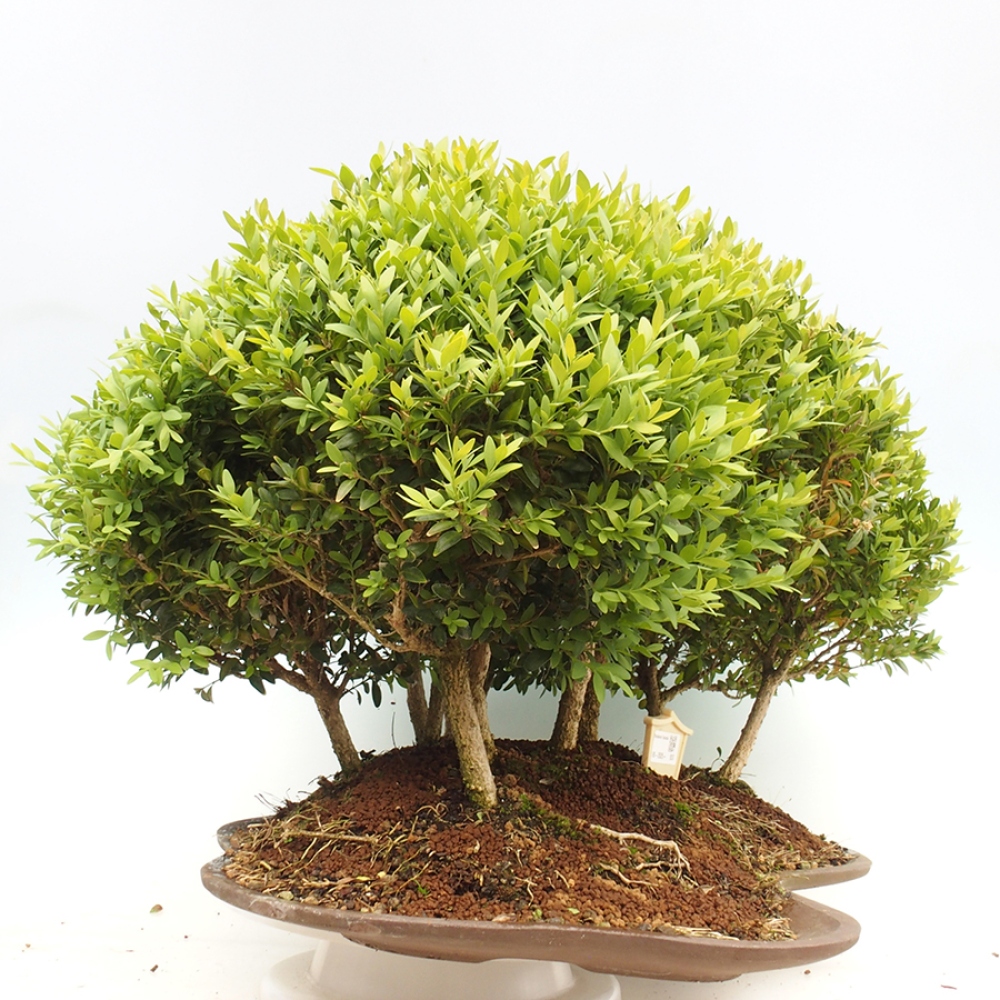 Bonsai ogrodowe - Buxus sempervirens - bukszpan
