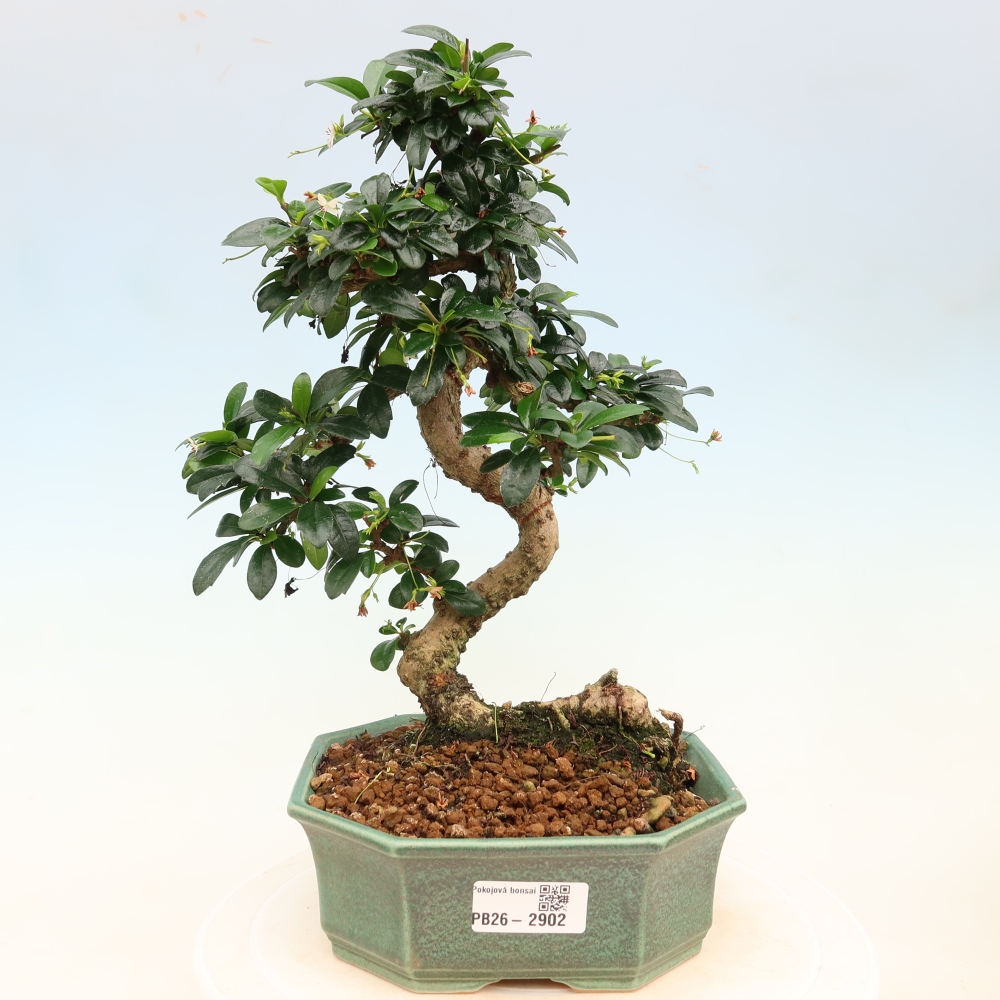 Bonsai pokojowe - Carmona macrophylla - Tea fuki