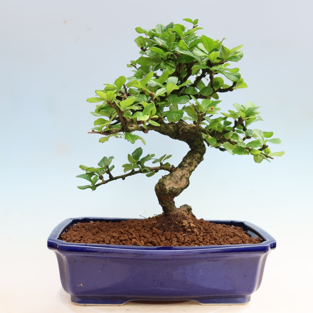 Bonsai pokojowe - Carmona macrophylla - Tea fuki