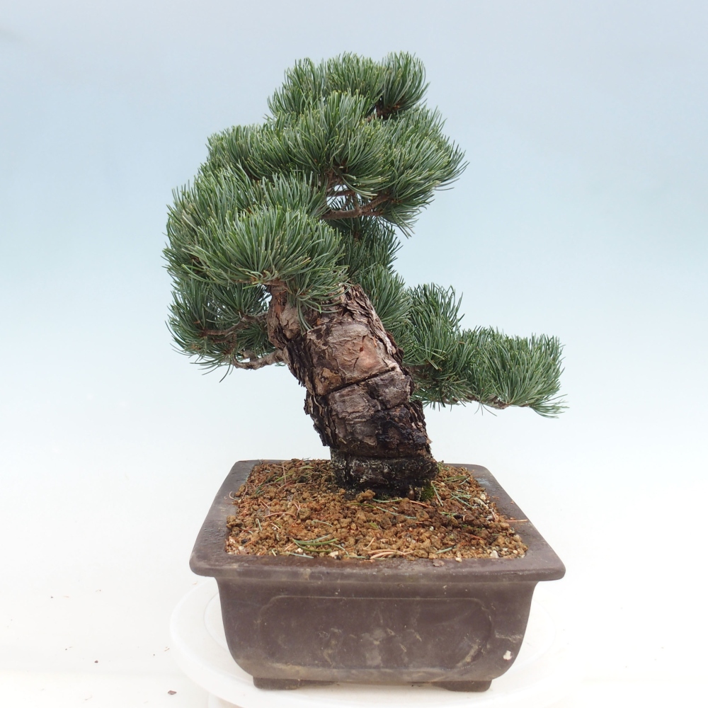 Outdoor bonsai - Pinus parviflora - Mała sosna