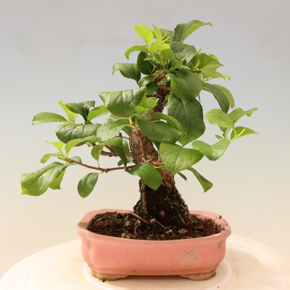 Bonsai zewnętrzne - Celastrus orbiculatus