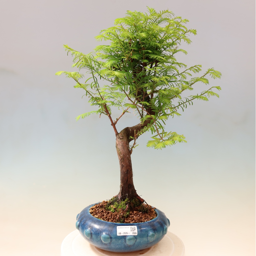 Outdoor bonsai - Metasequoia glyptostroboides - Metasekwoja chińska