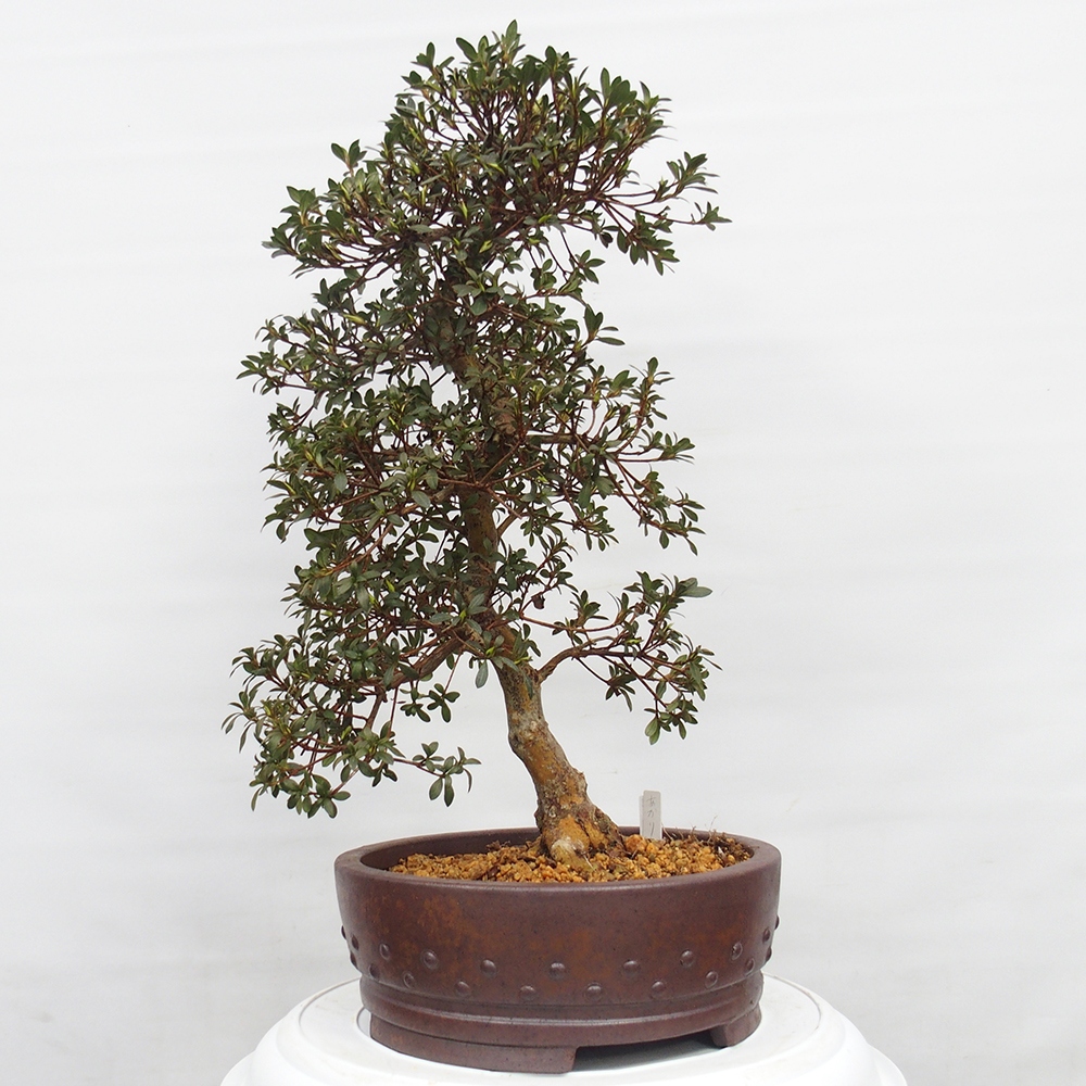 Bonsai zewnętrzne - Azalia japońska - Azalia Akari