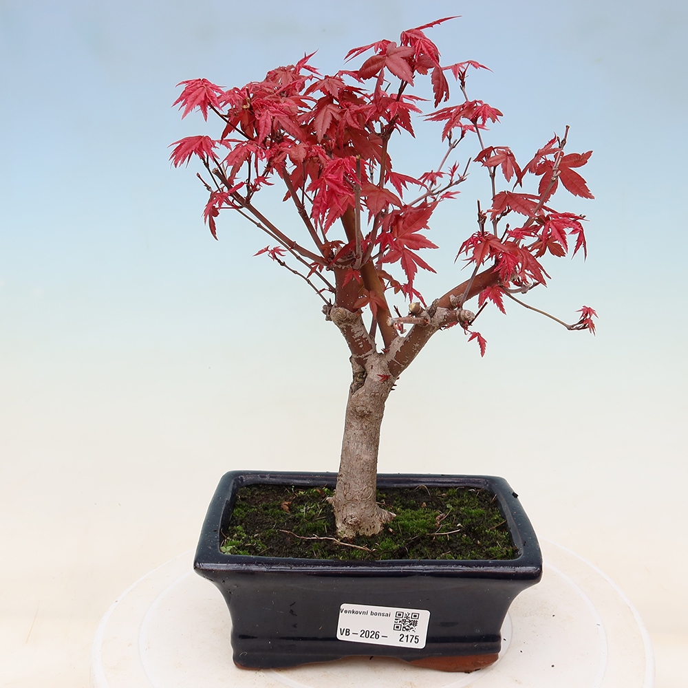 Outdoor bonsai - Acer palmatum DESHOJO