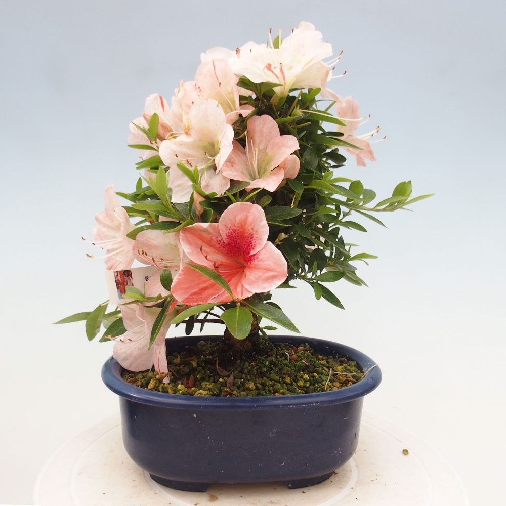 Bonsai ogrodowe - azalia japońska - Azalea Asazakura