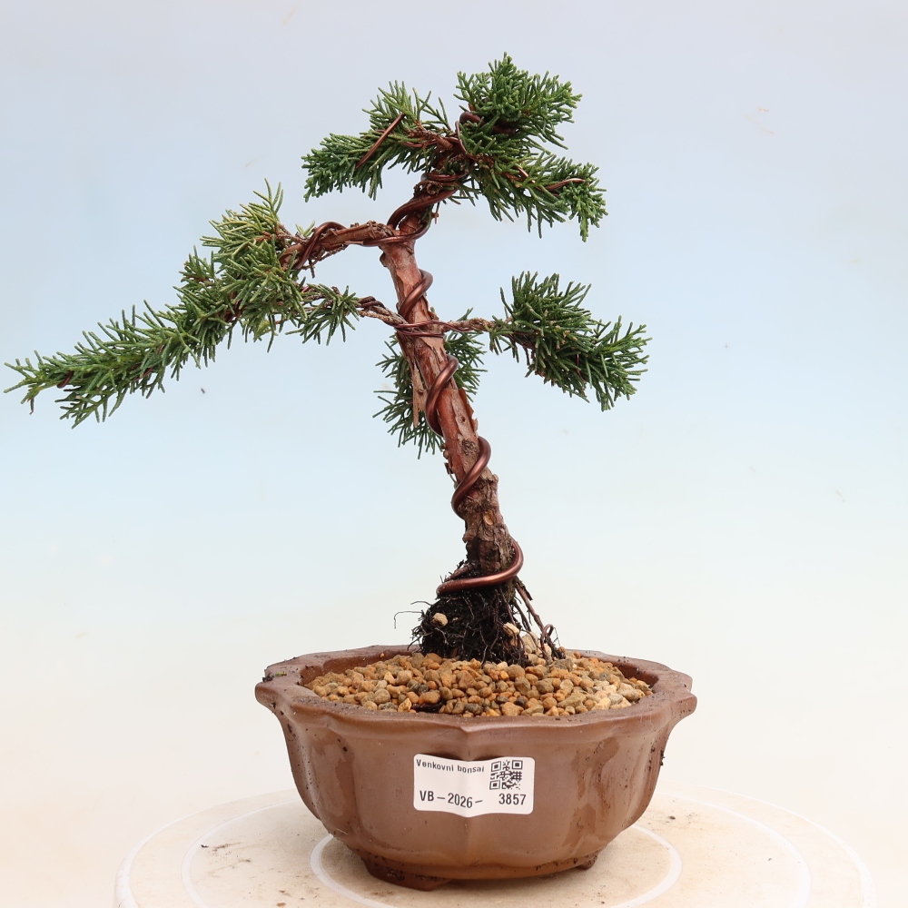 Outdoor bonsai - Juniperus chinensis Kishu