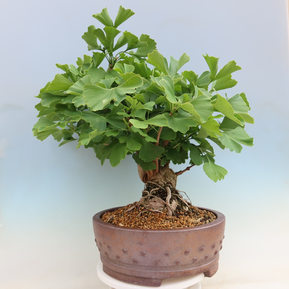 Outdoor bonsai - Ginkgo biloba - Miłorząb dwuklapowy