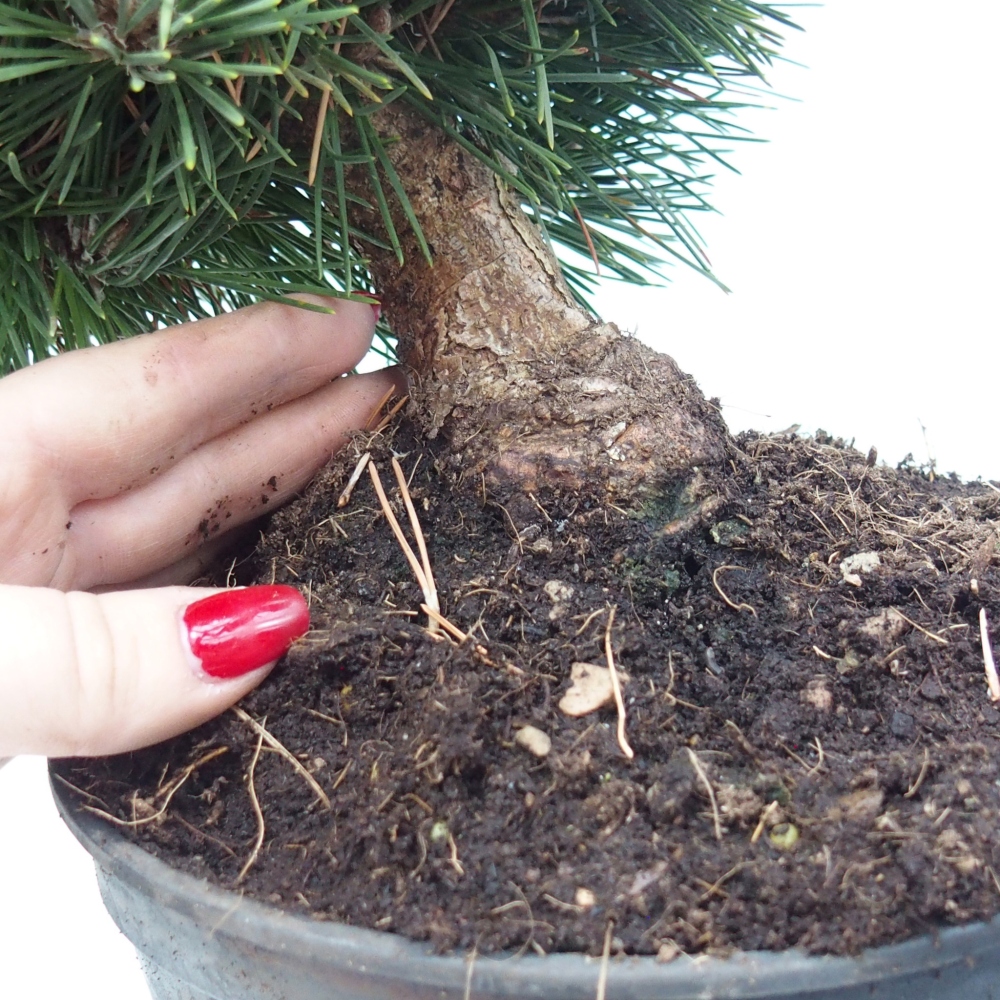 Outdoor bonsai - Pinus thunbergii senjyumaru - Sosna Thunberga