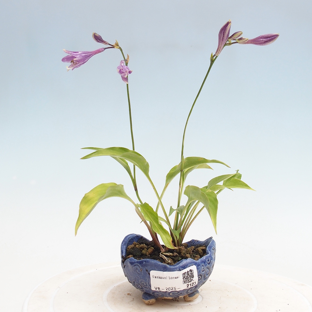 Outdoor bonsai - Mini Hosta - Bogini