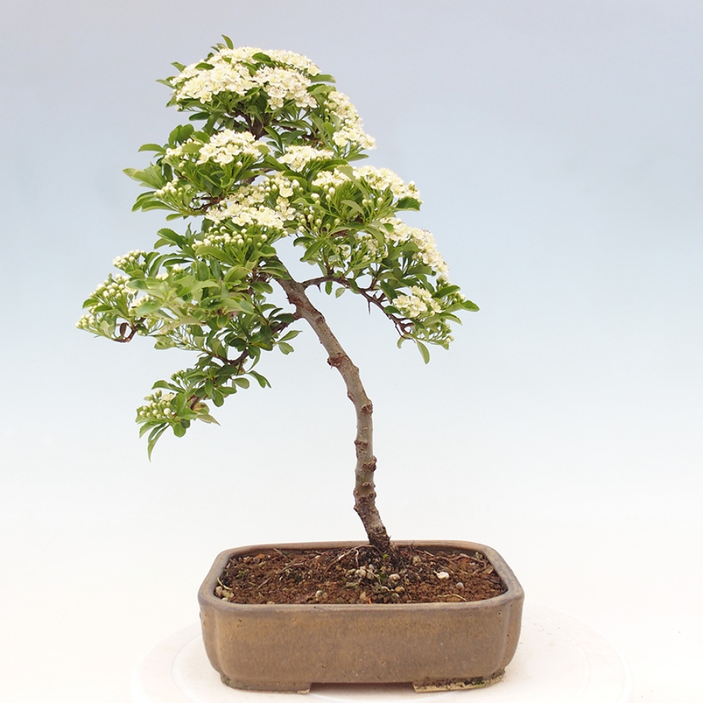 Outdoor Bonsai-Pyracanta Teton-Piekarnia