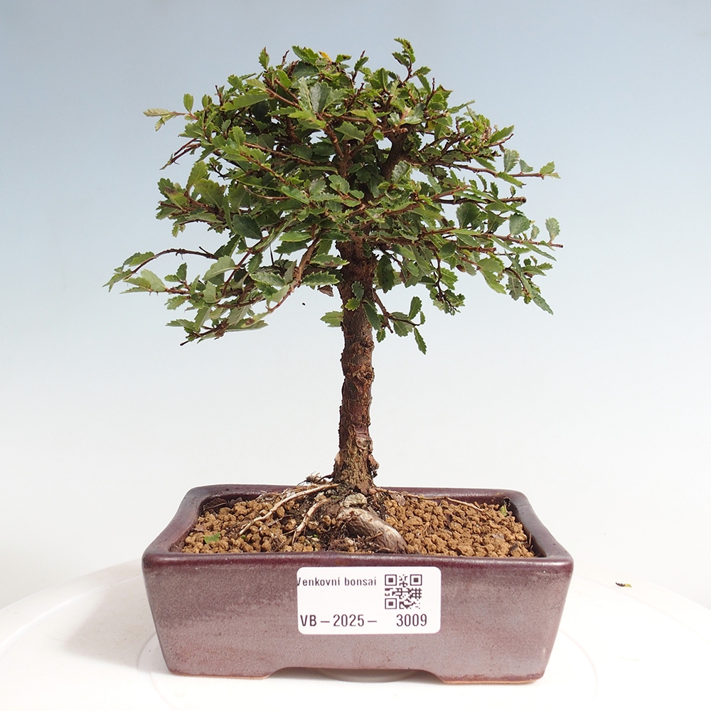 Bonsai zewnętrzne - Ulmus parvifolia Sagei - Wiąz drobnolistny