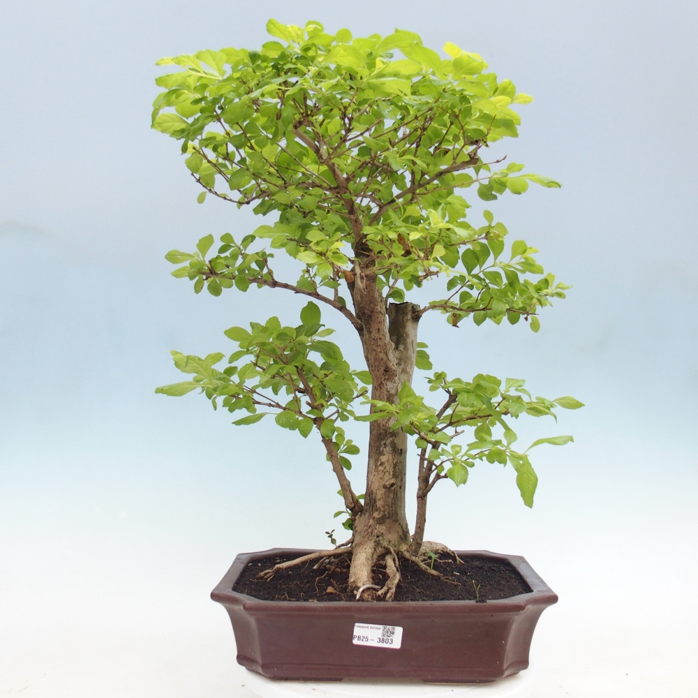 Bonsai pokojowe - Duranta erecta Aurea
