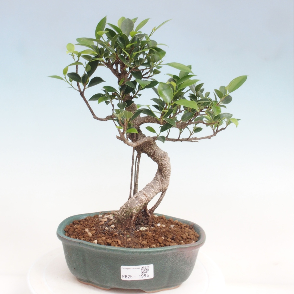 Kryty bonsai - Ficus retusa - figowiec drobnolistny