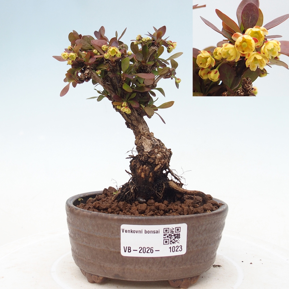 Bonsai zewnętrzne - Berberis Thunbergii Bagatelle