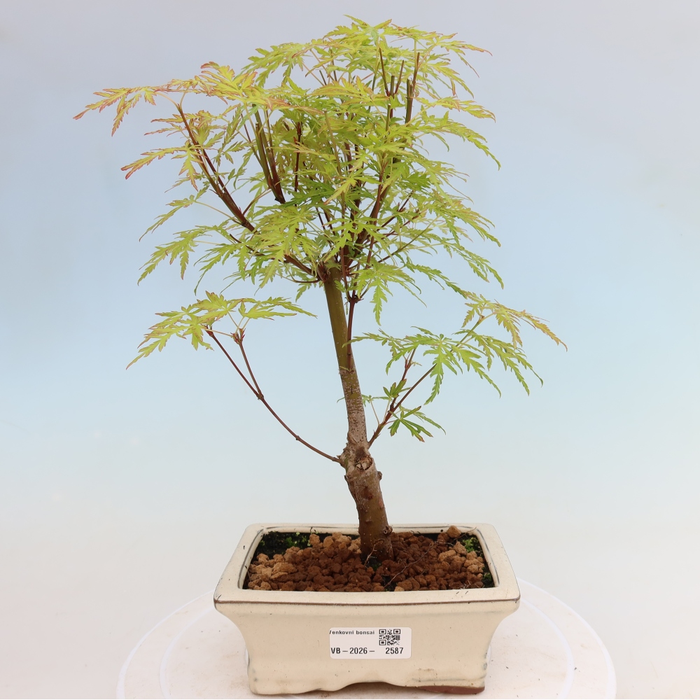 Bonsai ogrodowe – Acer palmatum Dissectum – klon palmowy 