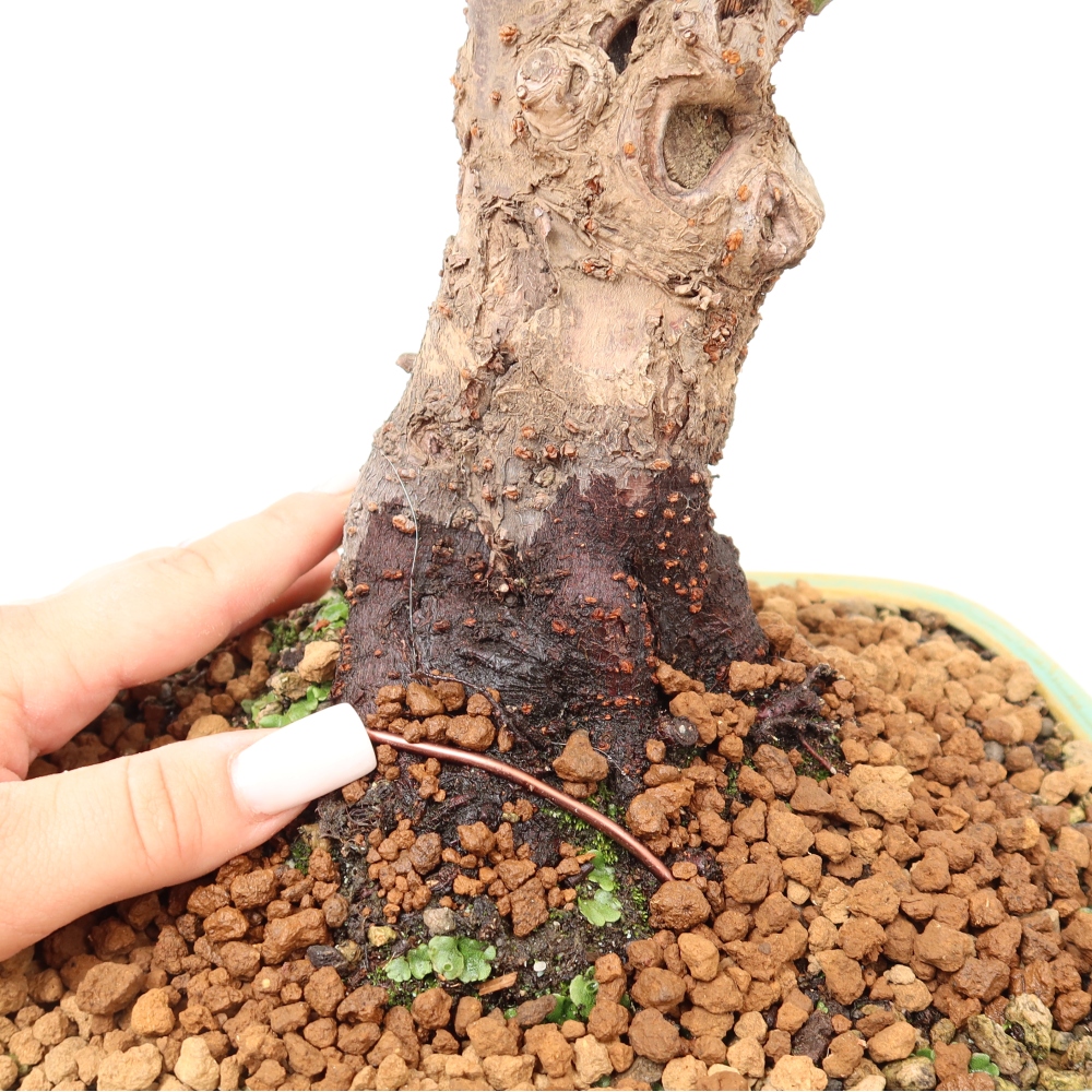 Bonsai ogrodowe – japońska śliwka – Prunus Mume