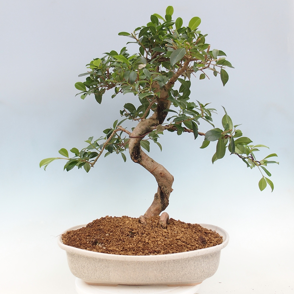 Bonsai pokojowe - Wiśnia australijska - Eugenia uniflora - WYŁĄCZNIE ODBIÓR OSOBISTY lub transport paletowy