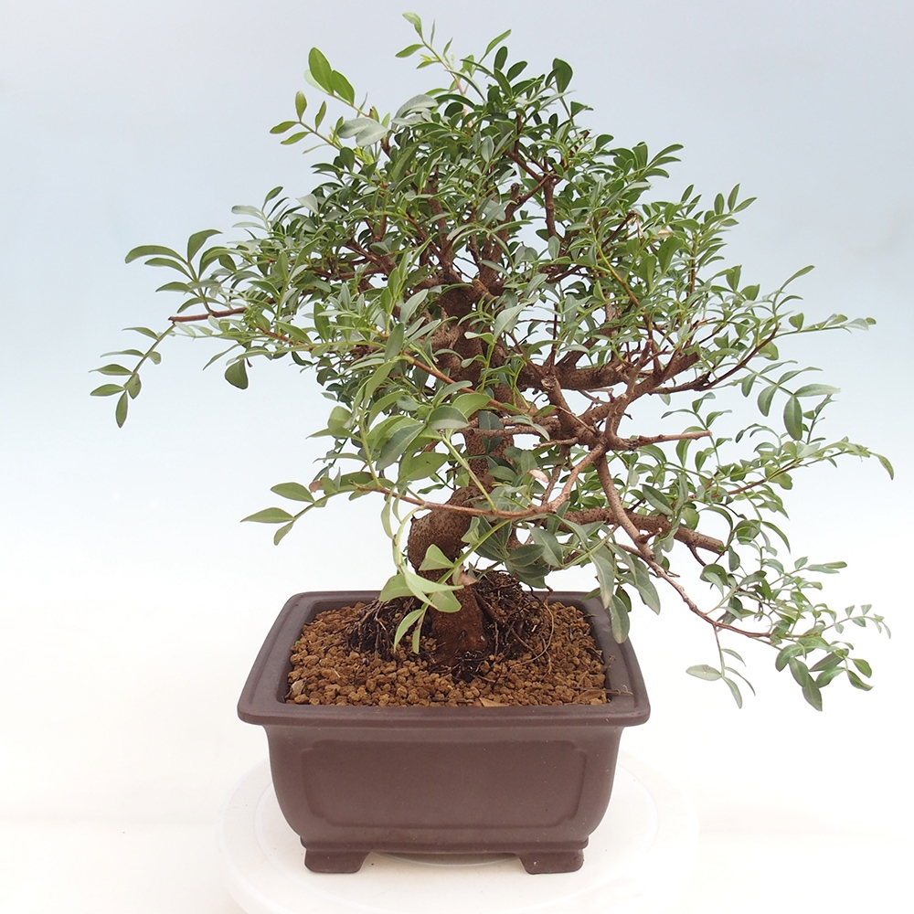 Bonsai pokojowe - Pistacja