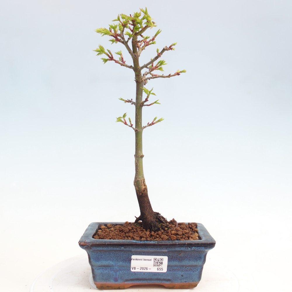 Outdoor bonsai - Jawor drobnolistny SHISHIGASHIRA