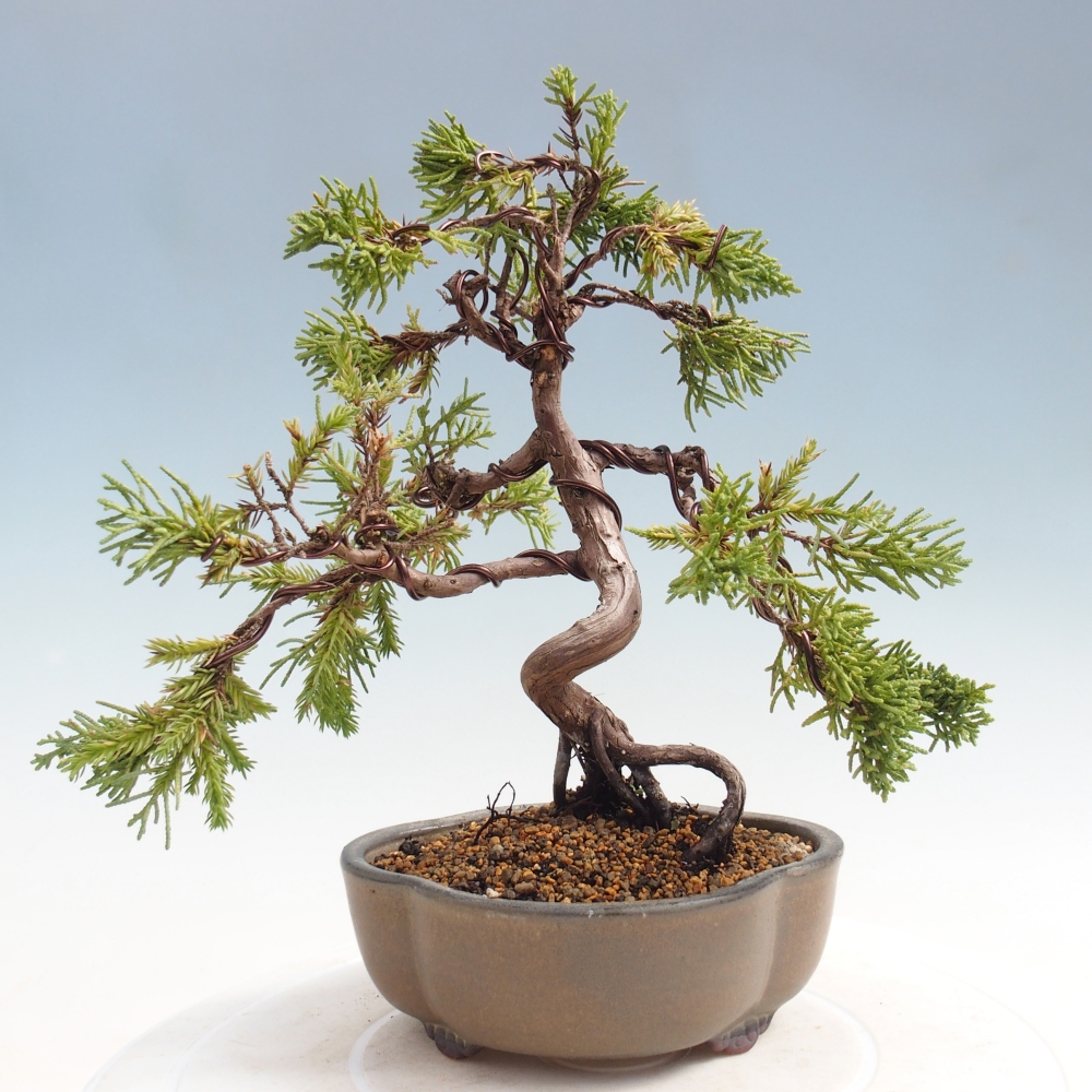 Outdoor bonsai - Juniperus chinensis Kishu