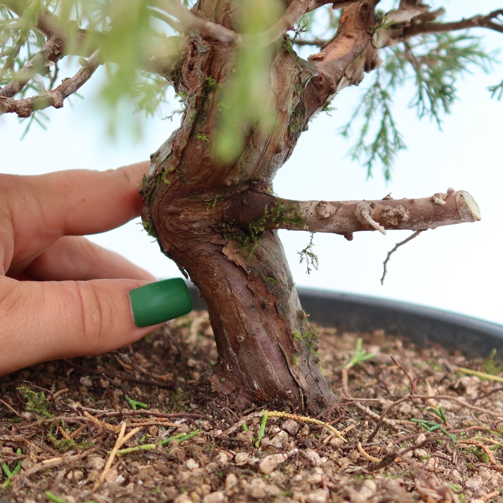 Bonsai ogrodowe – Juniperus chinensis Itoigawa – jałowiec chiński