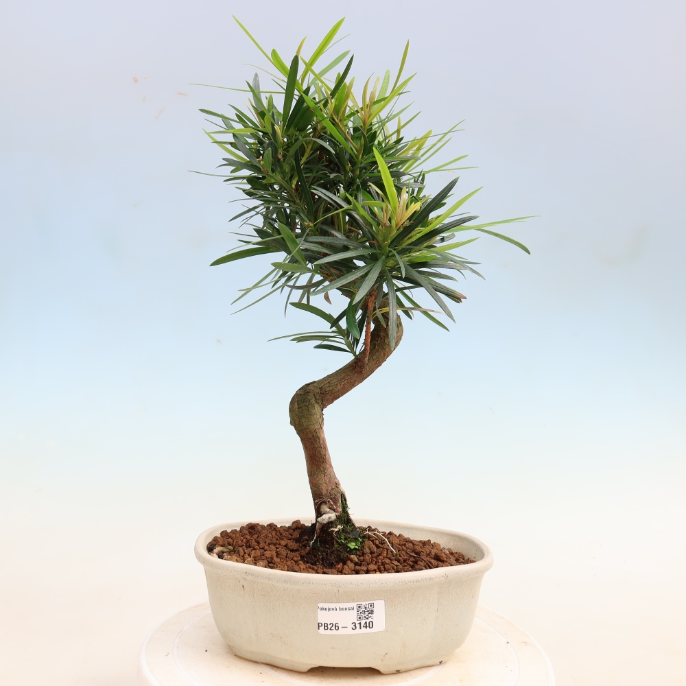 Pokój bonsai - Podocarpus - Kamienny cis