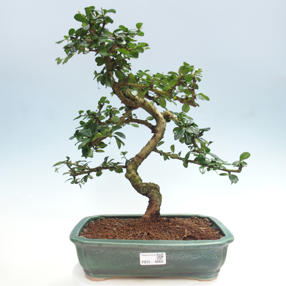 Bonsai pokojowe - Carmona macrophylla - Tea fuki