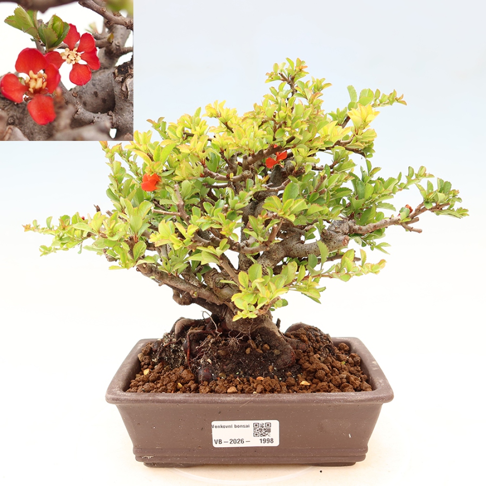 Bonsai zewnętrzne - Chaneomeles speciosa Chojubai