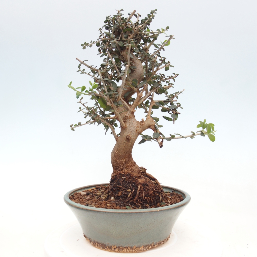Bonsai do wnętrz - Olea europaea sylvestris