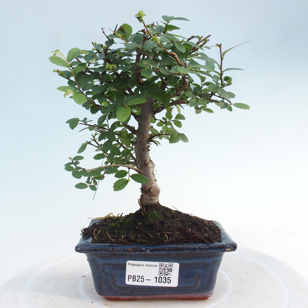 Bonsai wewnętrzne - Ulmus parvifolia - Wiąz drobnolistny